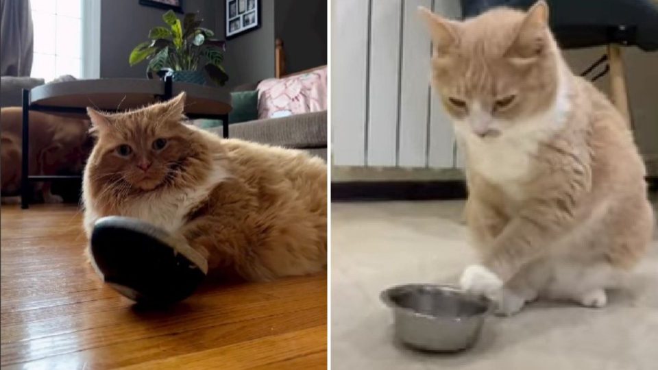 Clever Cat Plays With Food Bowl To Ask For Dinner (VIDEO)