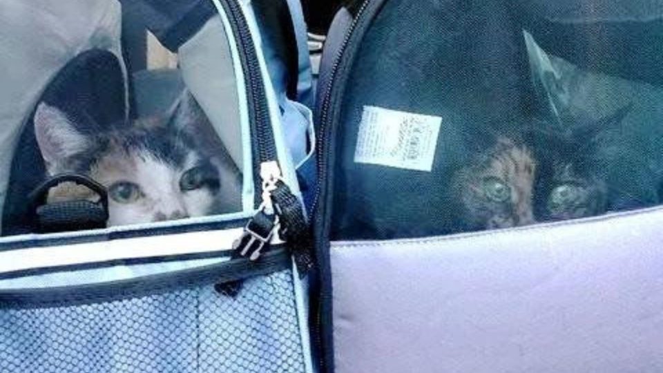 Couple Adopts Two Senior Cats To Ensure Their Golden Years Are Truly Golden