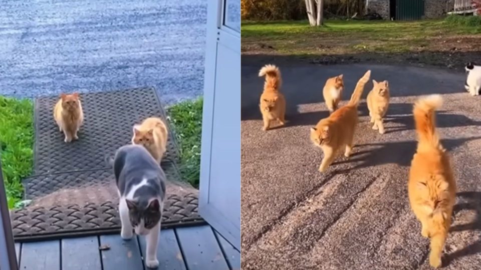 Couple Finds A Bunch Of Cats On A New Property And Their Reaction Is Priceless