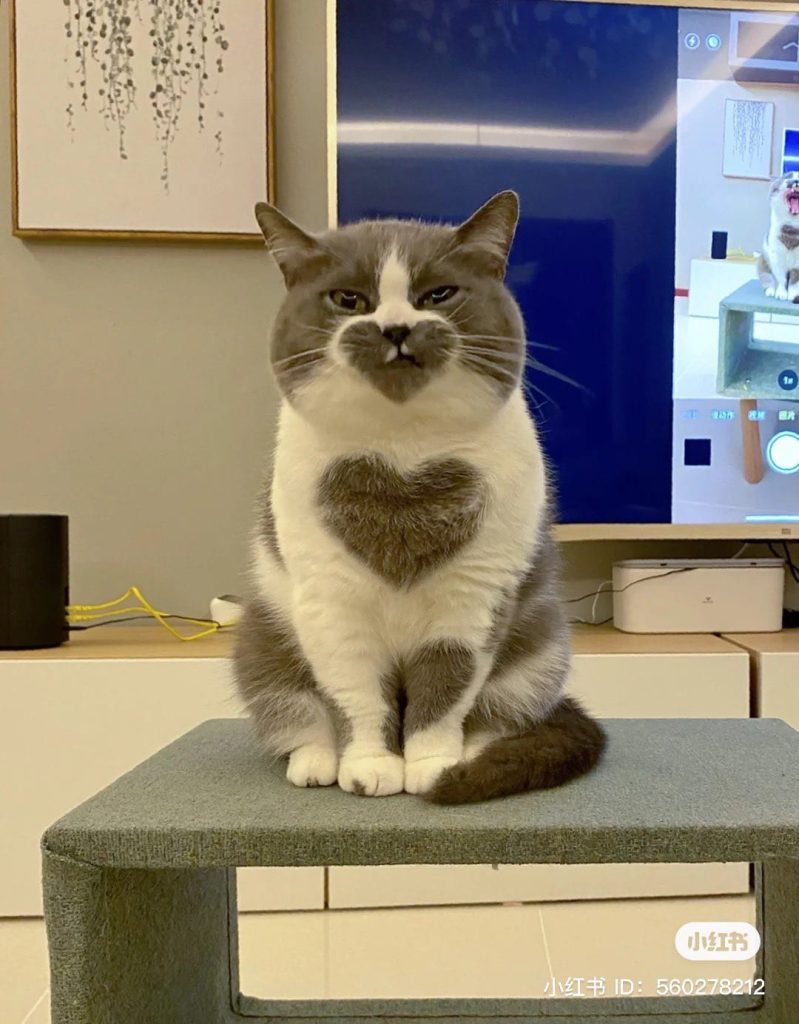 Meet the cat with the perfect heart that has attracted attention on social networks