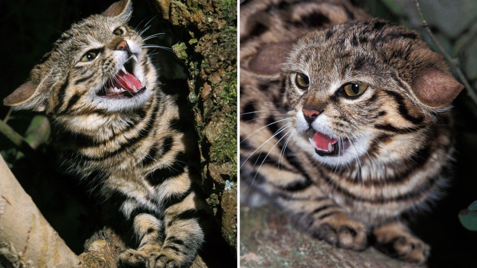 Dangerous Cat Arrives At A Zoo In Utah! Can You Decide If It Is Lethal Or Adorable?