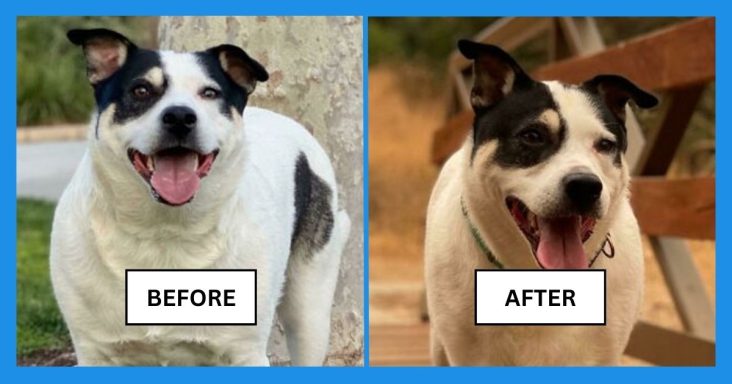 50 De-Chonker Stories That Will Inspire You To Start A New Healthy Lifestyle
