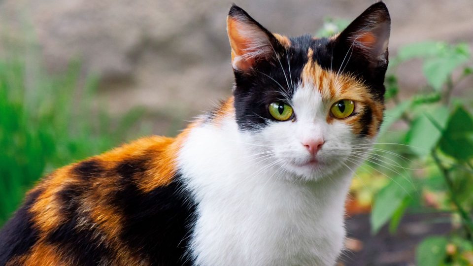 All You Need To Know About Calico Cats