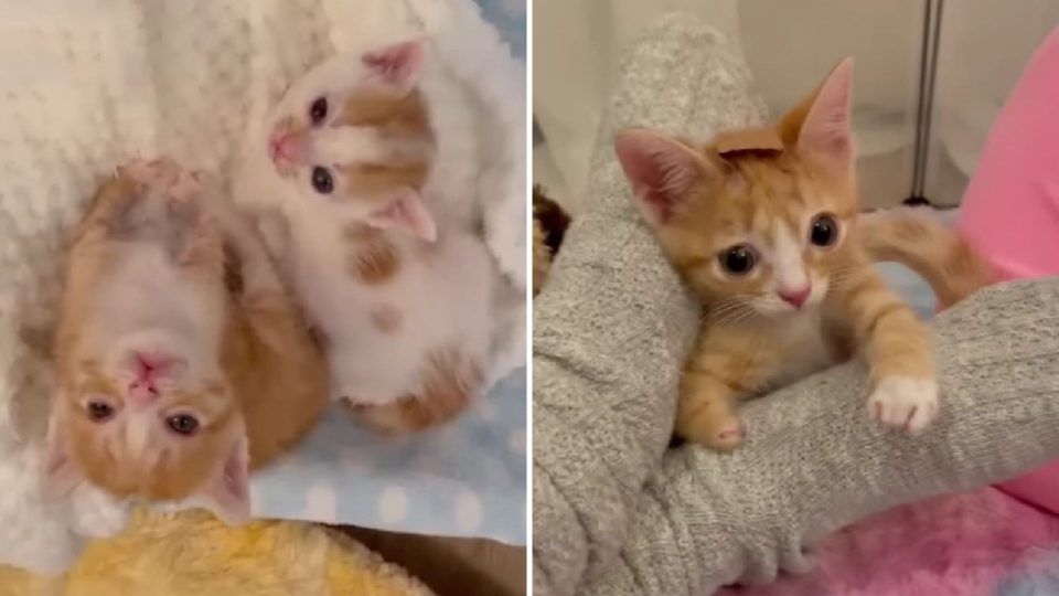 Disabled Cat Was Rejected By His Own Mom, But A Kind Woman Took Him Home