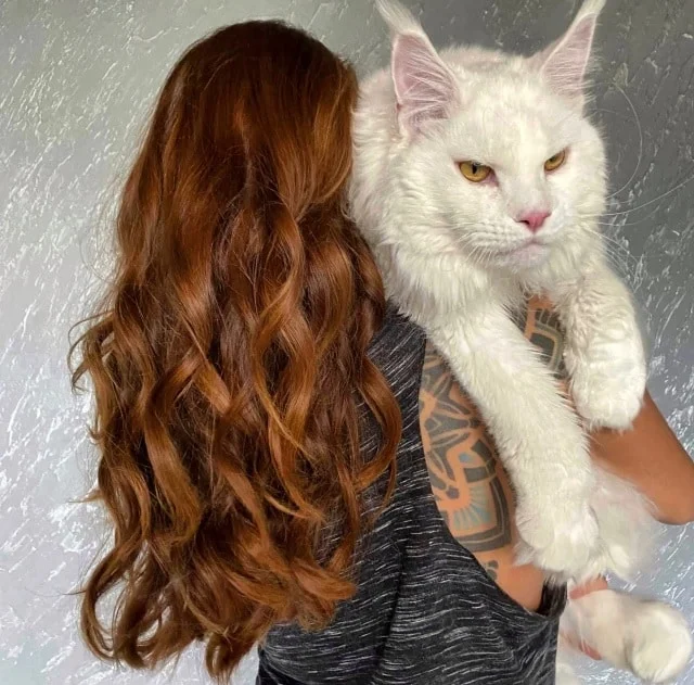 15 Cats Who Bring ‘Cattitude’ To A Whole New Level! - Cats are truly complicated animals. They can be friendly, comforting and sweet, however
