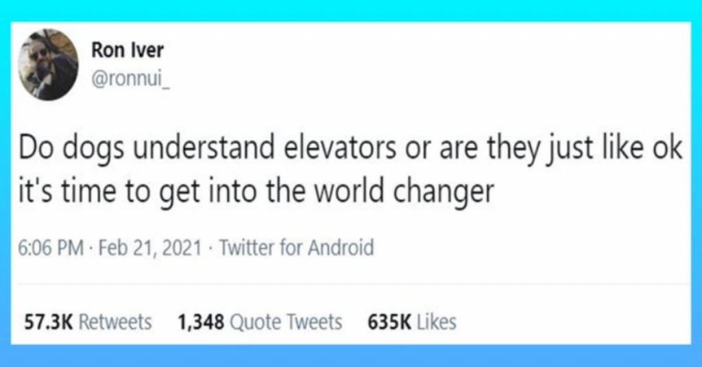 Funny Tweets About Pets Confused By Human Things (Mostly Dogs)