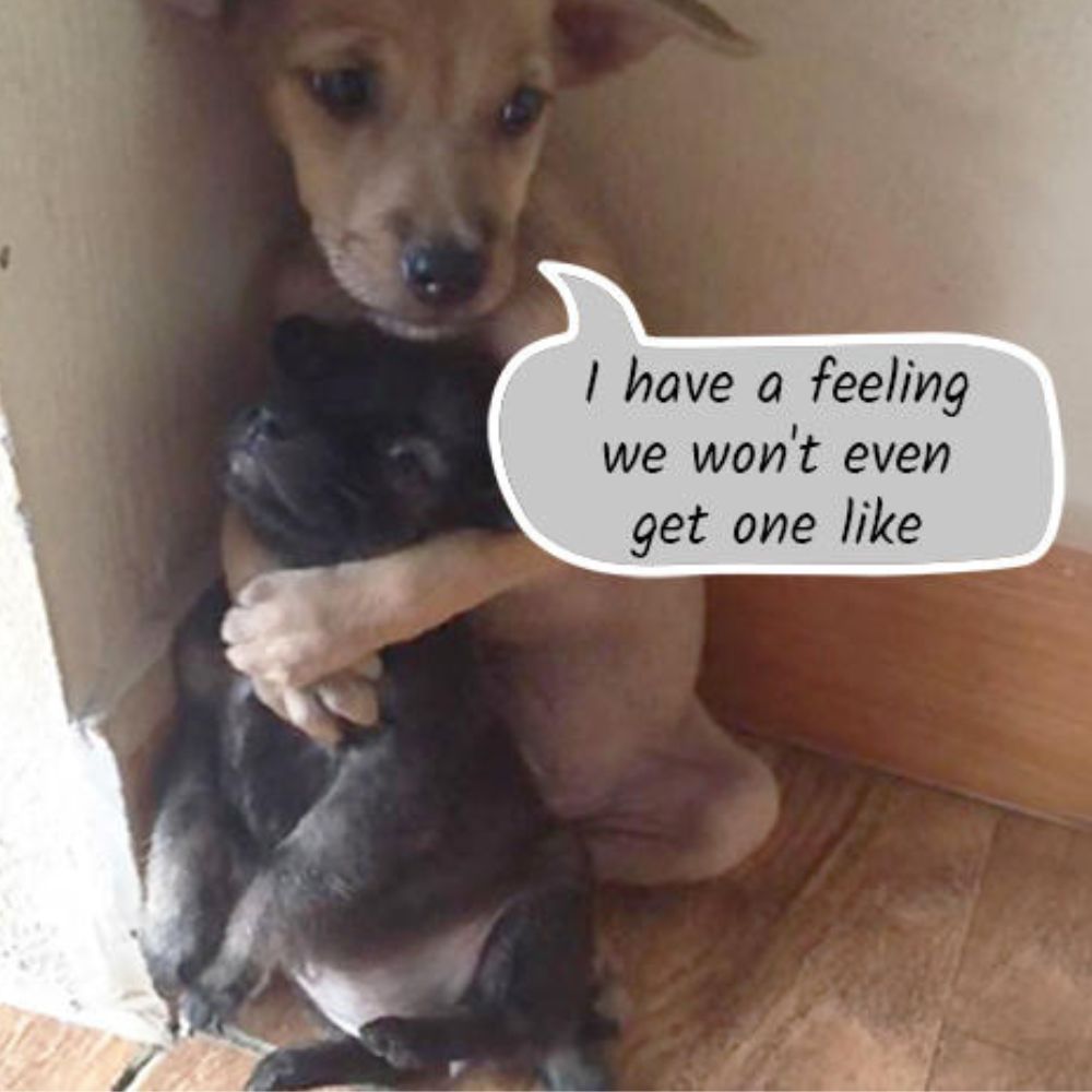 Saved street puppies can't be separated and continue to embrace each other