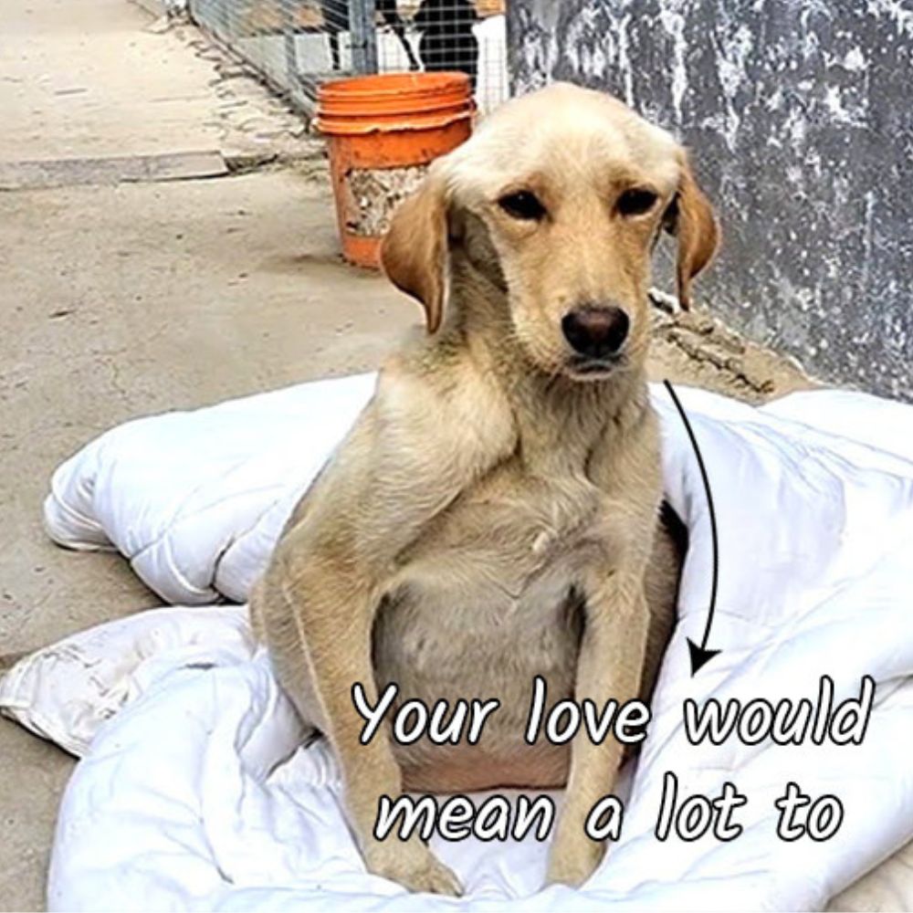 Abandoned Dog Learns To Trust Again After Making A Special Friend