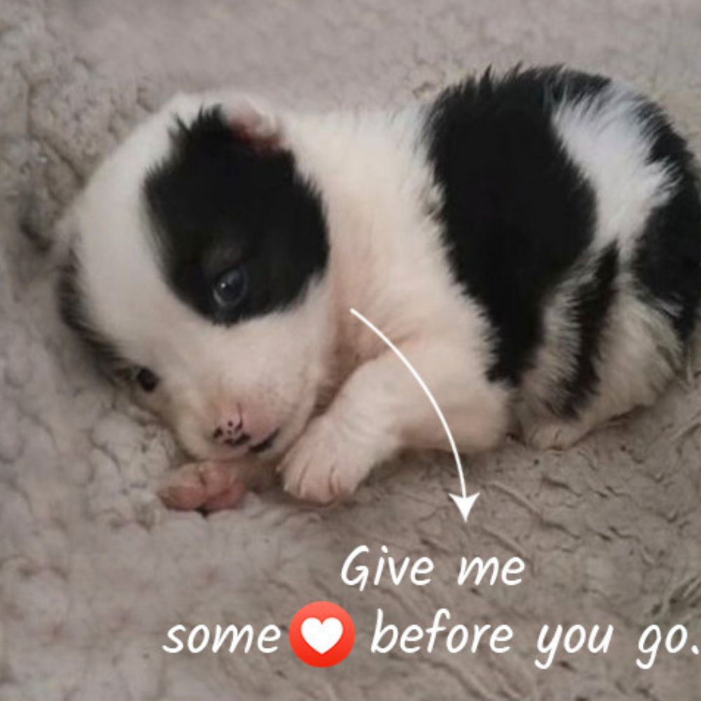Couple Rescues and Adopts Lonely Puppy from Construction Site