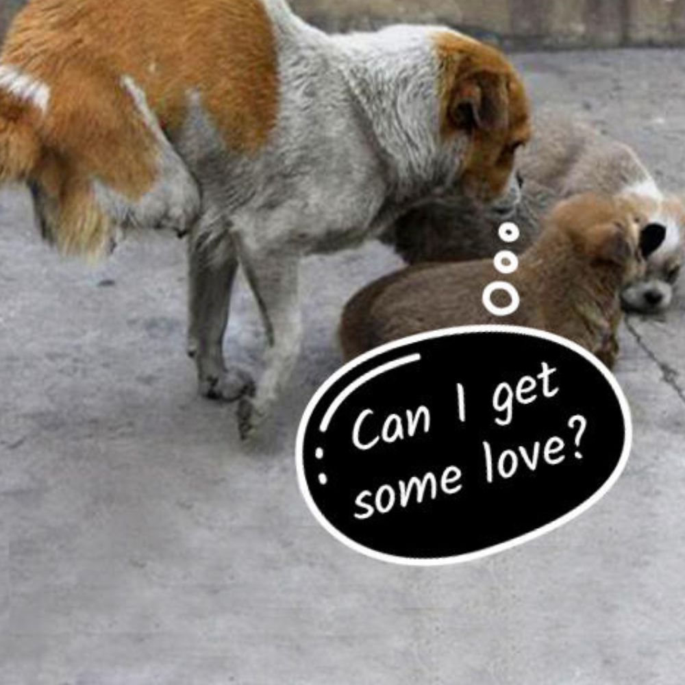 A Stray Mom With No Hind Legs Gives Love To Her Homeless Kids