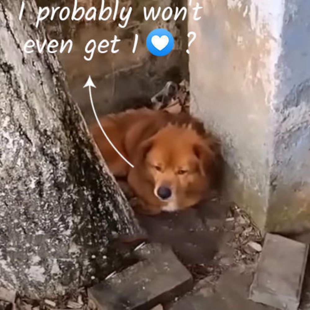 Incredible Resilience: Determined Puppy Overcomes Adversity to Seek Help