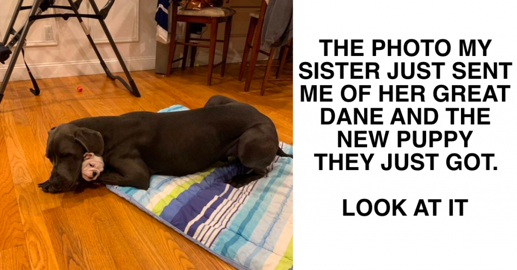 16 Adorable Pictures Of Our Pets That Melted Our Hearts