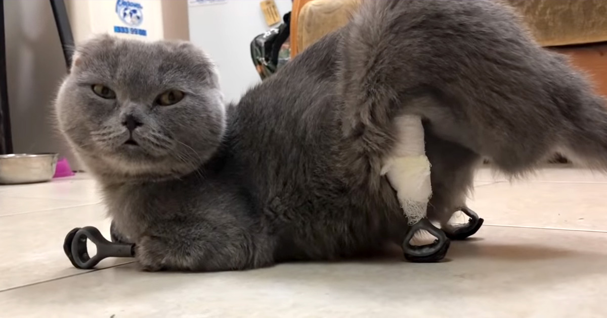 Dymka – The Kitten Who Lost All 4 Limbs After Being Buried in Snow ‘Reborn’ with Prosthetic Legs 