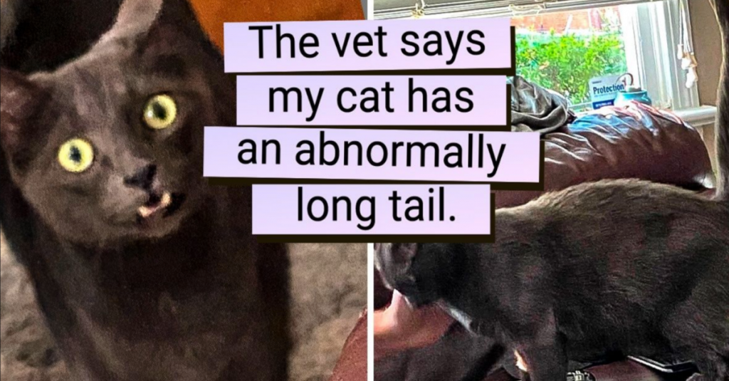 25 “Extra” Cats Who Got A Double Dose Of Charm From Nature