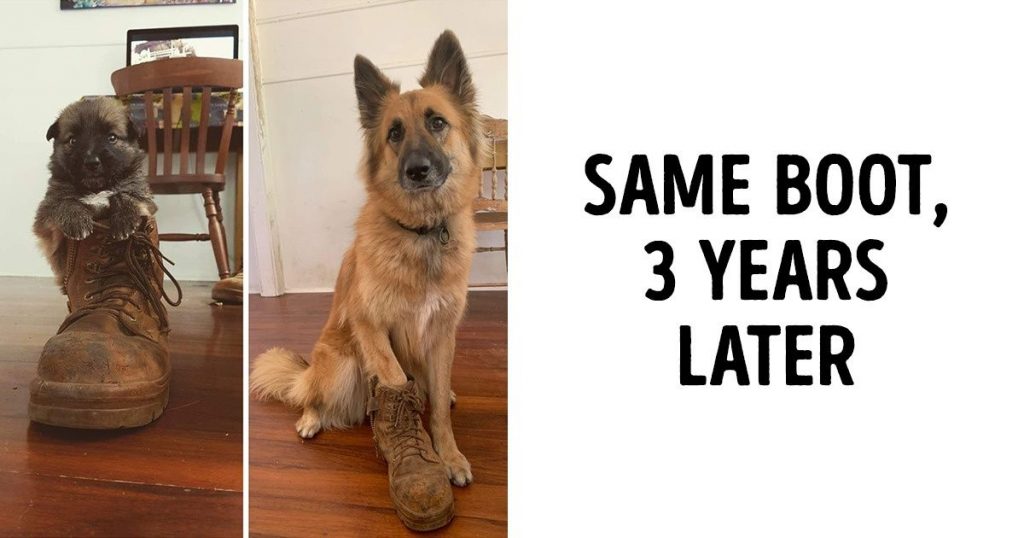 20 Before And After Pics That Remind Us Why We Love Our Pets So Much