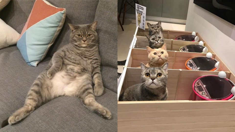 Cat Kept Eating More Than He Should, So His Owners Thought Of A Brilliant Solution