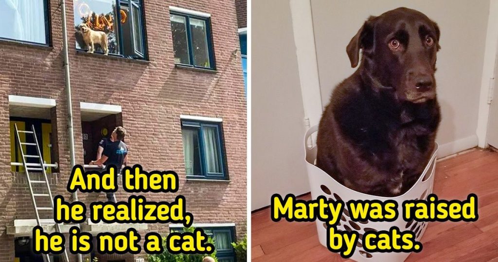 20 Pets Who Forgot Who They Were