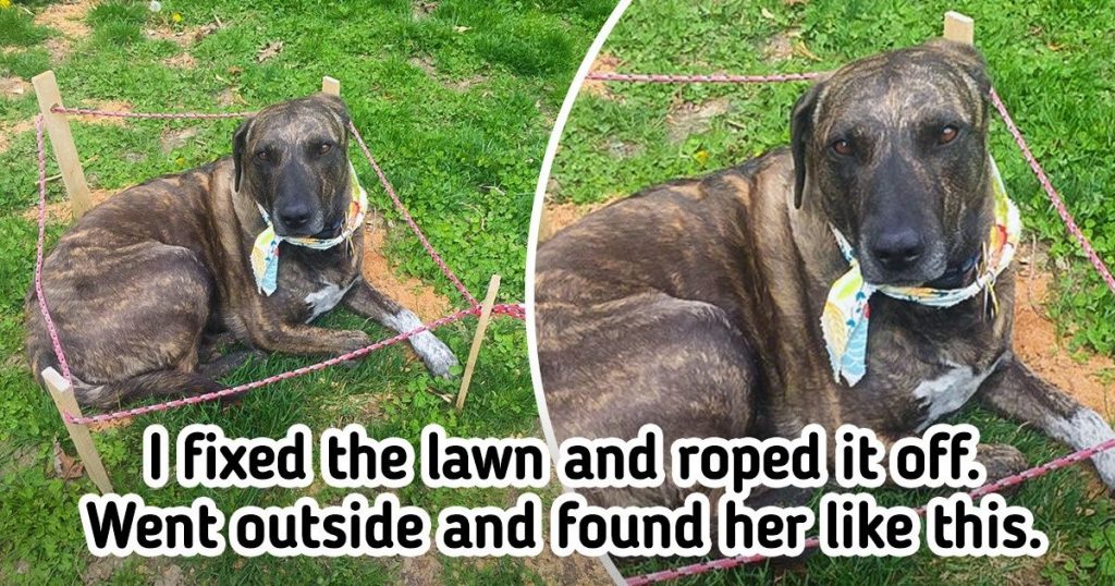 15 Chaotic Pets Who Are The Master Of Pawkward Situations