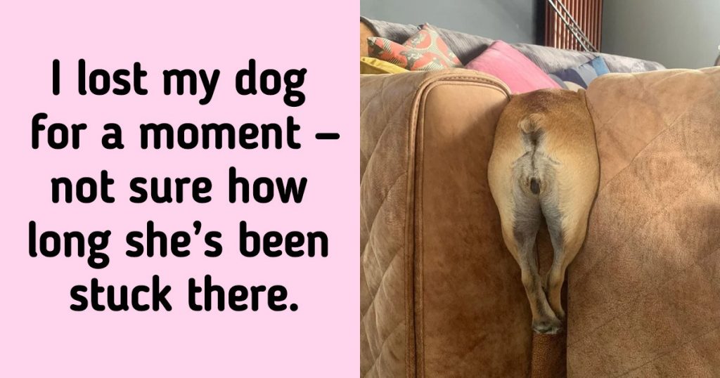 These 20 Animals Pics Are Exactly What You Needed To Cheer Up