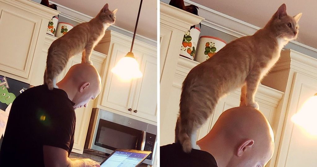 22 Pets Who Refused To Leave Their Owner’s Side