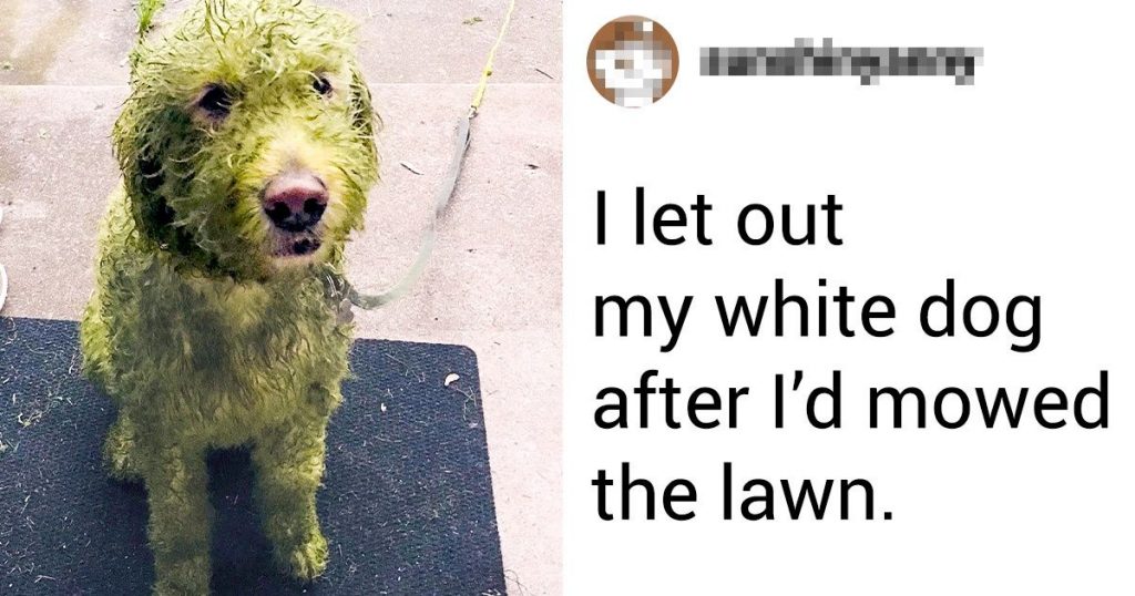 19 Times Pets Made Their Owners Facepalm Without Much Effort