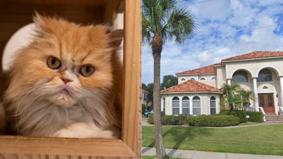 Woman Leaves A Hefty Inheritance To Her 7 Persian Felines