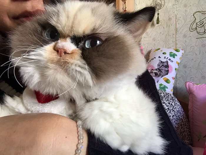 Introducing Our Newest Grumpy Cat: Even Grumpier Than Her Predecessor!