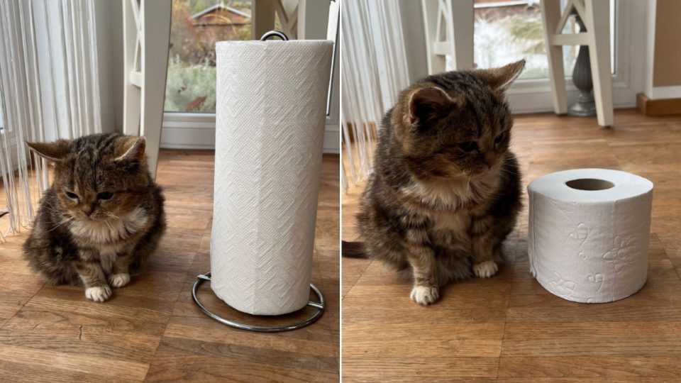 Francis The 13-Year-Old Cat With Dwarfism Next To Random Objects