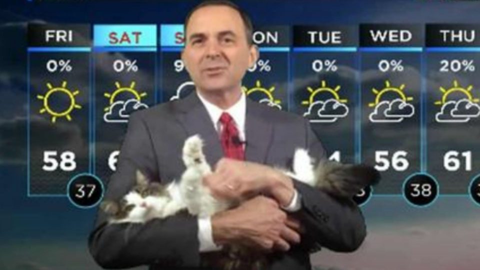 Friendly Cat Interrupts A Meteorologist And Gets A New Job (VIDEO)