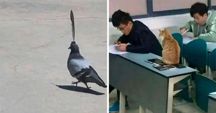 20 Hilarious Animal Images That Will Brighten Up Your Day