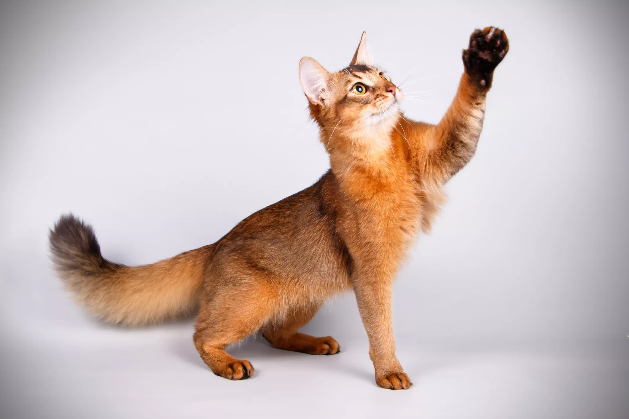 Purring Delights: Exploring Intriguing Notes on Somali Felines