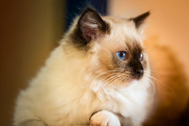 Enchanting Elegance: Capturing the Charm of a Fluffy Ragdoll in a Studio Setting