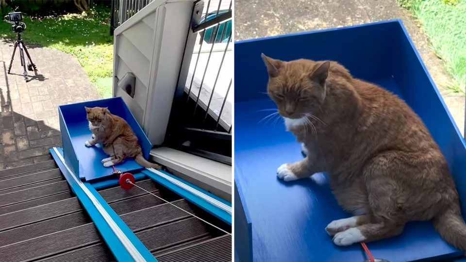 Guy Builds An Elevator For His Beloved Old Cat Who Has Trouble Climbing Stairs