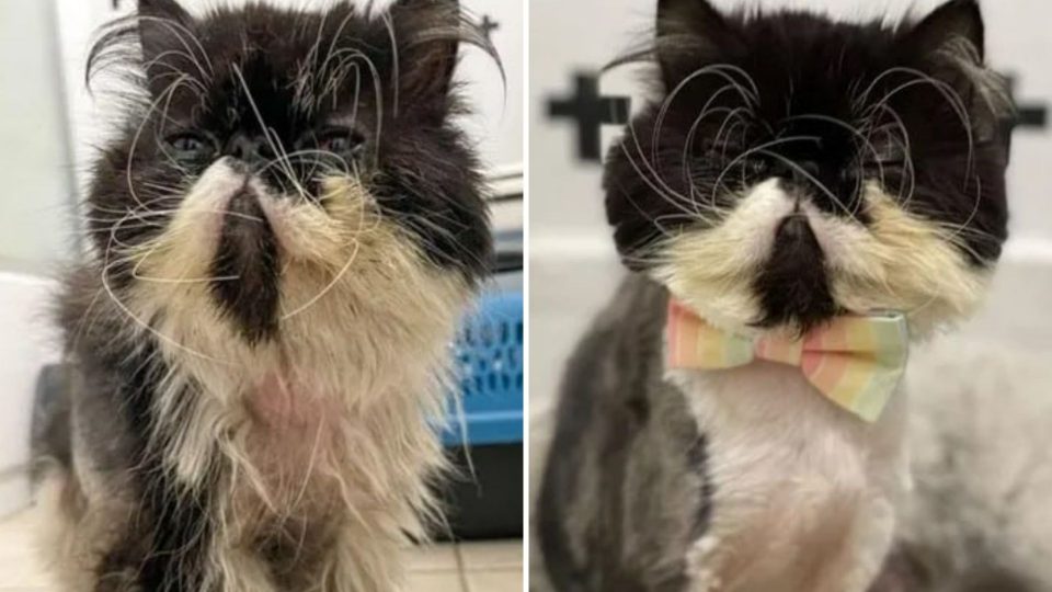Homeless Cat Desperately Begs For Help And His Transformation Is Inspiring