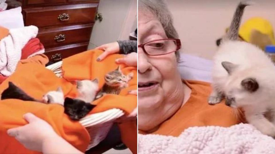 Hospice Patient Gets Her Last Wish To Cuddle With A Basket Full Of Kittens