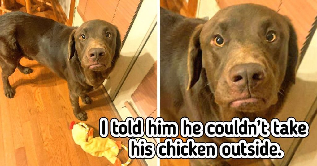 20 Of The Adorable Pets Who Are Too Good At Showing Their Emotions