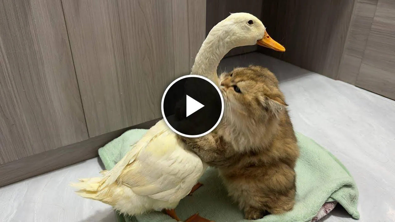 The duck went all out to find the kitten and let the cat hold him close to sleep