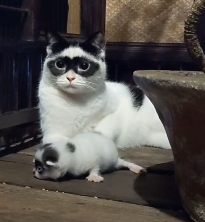 Zorro and Mini-Me: A Heartwarming Tale of an Extraordinary Father Cat and His Lookalike Kitten, Embracing Love and Adventure