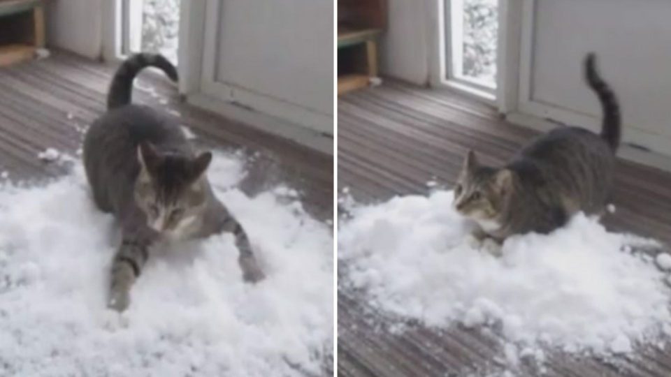 Indoor Cat Is So Obsessed With Snow That His Family Brings It Inside For Him