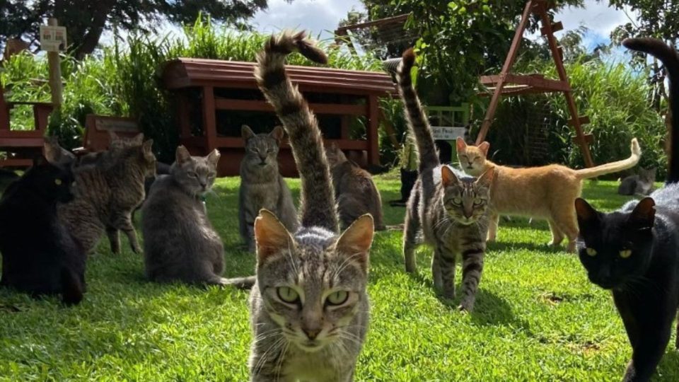 Is This The World’s Best Job Or What? A Cat Sanctuary With Over 600 Cats