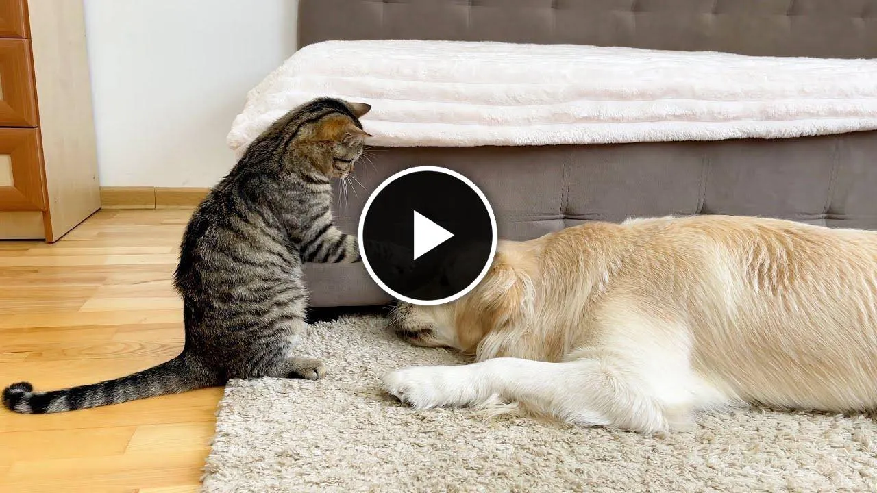Adorable Kitten Befriends Golden Retriever!