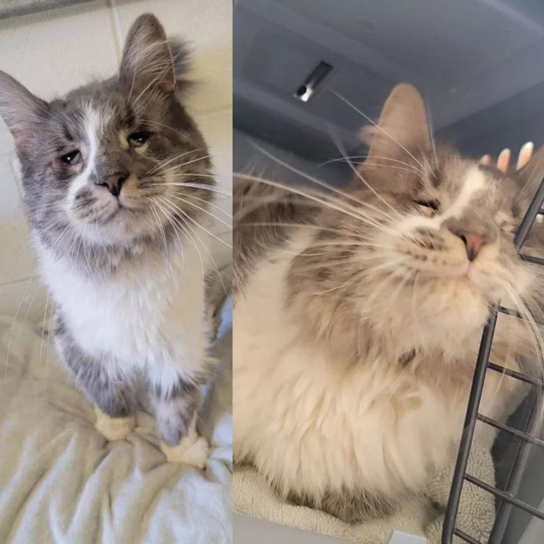 Cat Tries Hard For 2 Years To Get People To Notice Him And His Dream Comes True