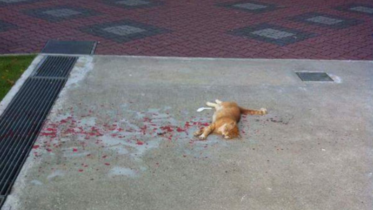 Kind Stranger Rushes To Help A Bleeding Cat, But Gets Shocked