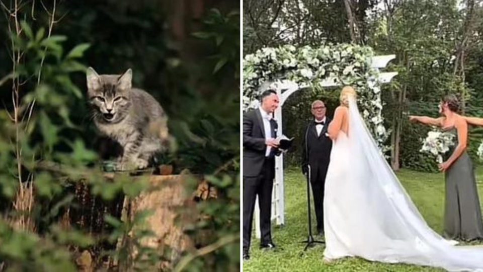 Kitten Crashes A Wedding Wriggling Her Way Into The Newlyweds’ Hearts