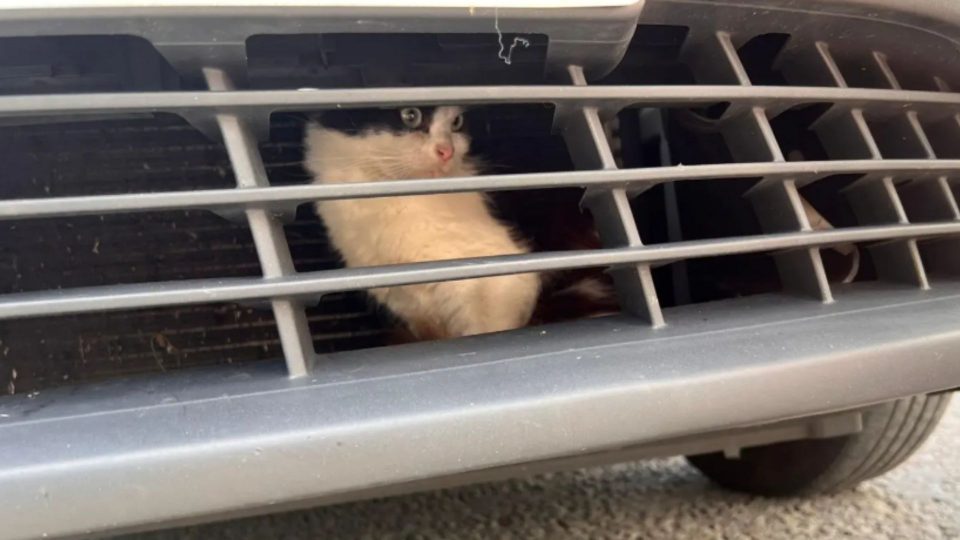 Kitten survives 500-mile journey trapped inside taxi grille