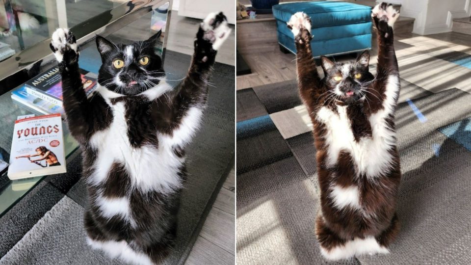 Man Discovers His Cat Has A Hilarious Talent