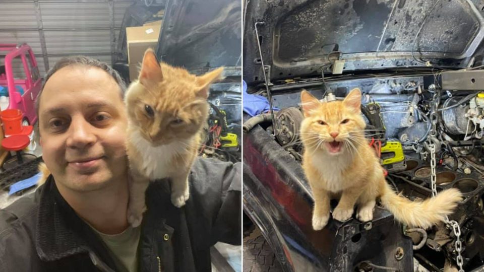 Man Goes To The Garage To Fix His Jeep And Finds A Cat Inside