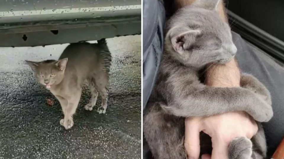 Man Helps Little Gray Kitten Who Then Refuses To Leave His Side