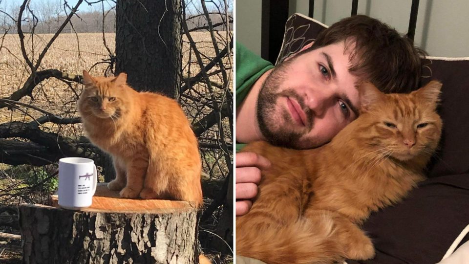 Man Tries To Befriend A Stray Cat And Doesn’t Give Up For Over A Year