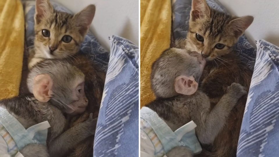 Marble The Rescue Kitten Offers Orphaned Monkey The Gentle Nurturing He Needs
